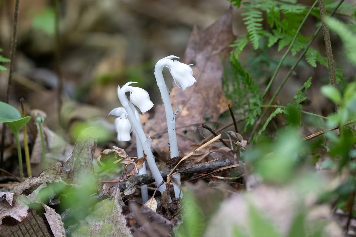 Wandering Aimlessly - Ghost Flower