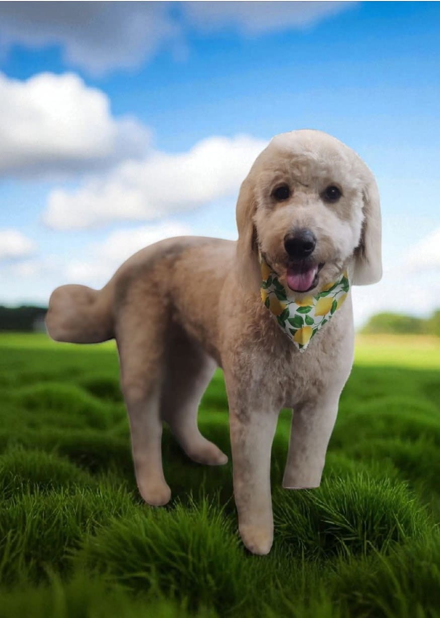 Pet of the Week