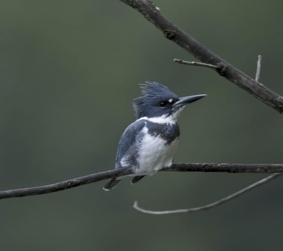Behind the Lenz - Wildlife & Landscape Photography