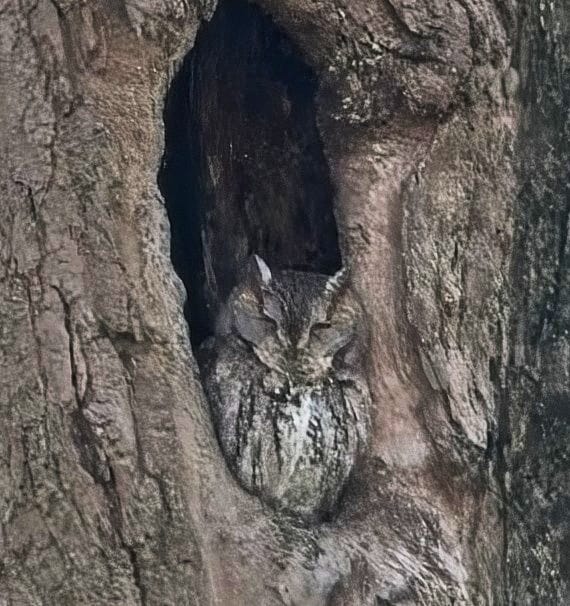 Behind the Lenz - Wildlife & Landscape Photography