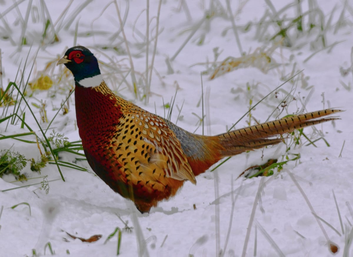 Behind The Lenz - Wildlife & Landscape Photography