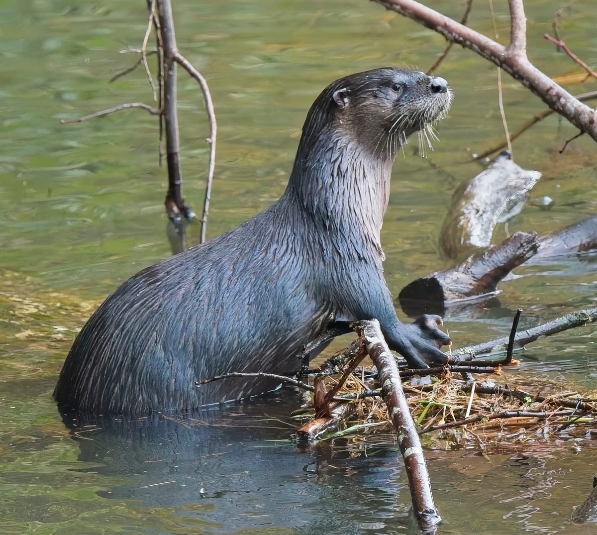 Behind the Lenz - Wildlife & Landscape Photography