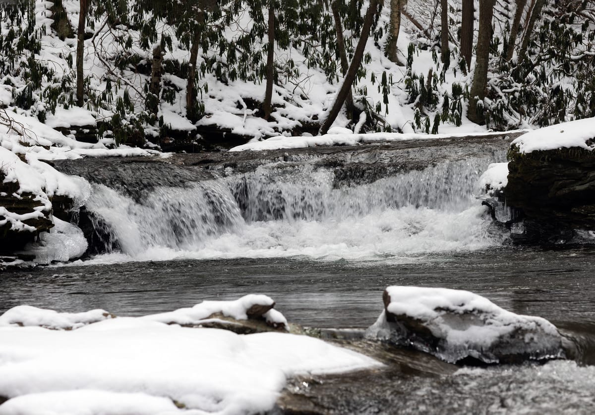 Log Stamps and Crossbills