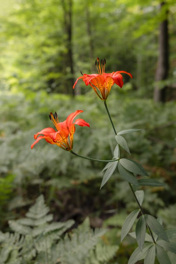 Wandering Aimlessly - Wood Lily