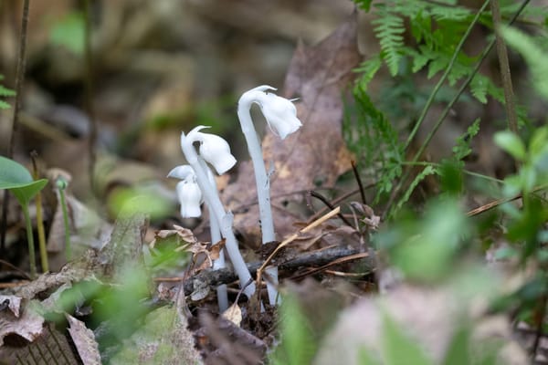 Wandering Aimlessly - Ghost Flower