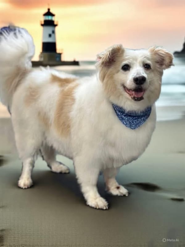 Pet of the Week