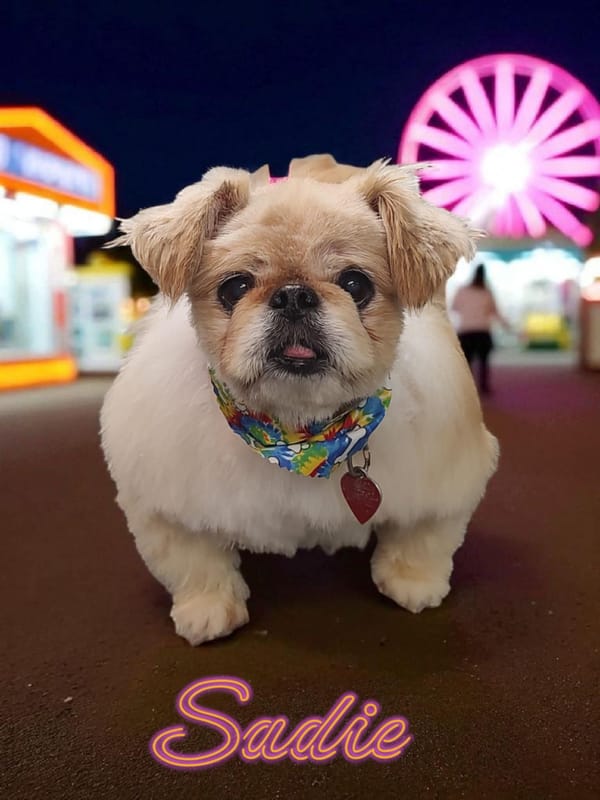 Pet of the Week