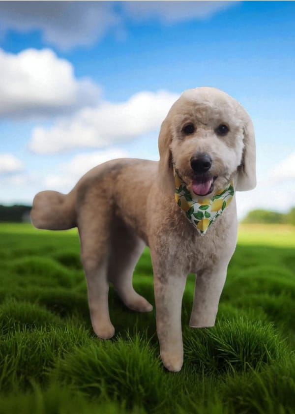 Pet of the Week
