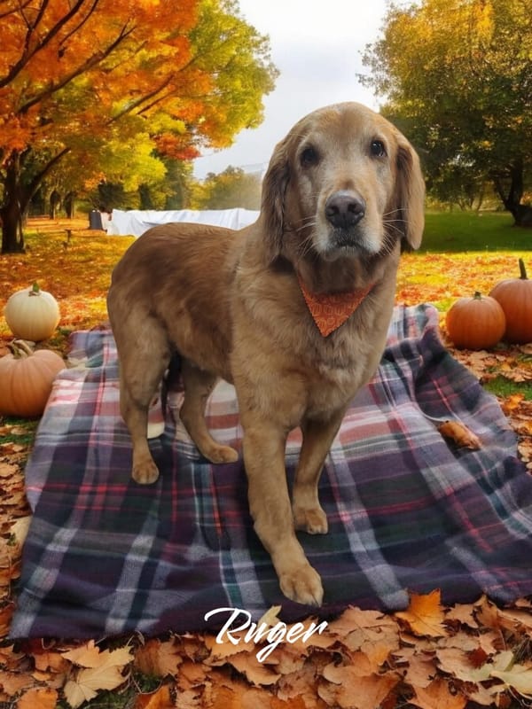 Pet of the Week