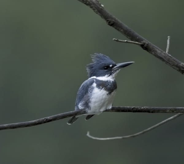 Behind the Lenz - Wildlife & Landscape Photography