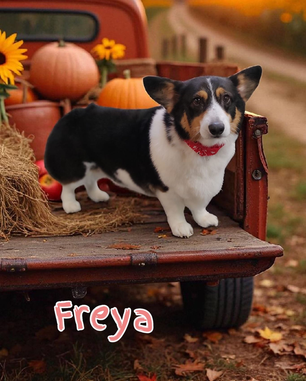 Pet of the Week