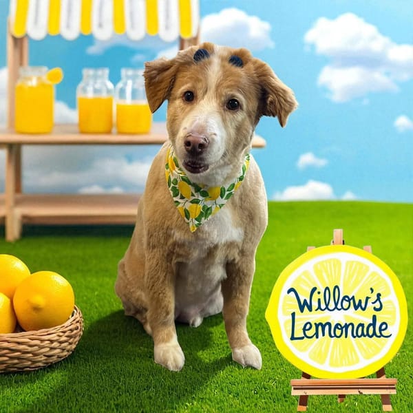 Pet of the Week