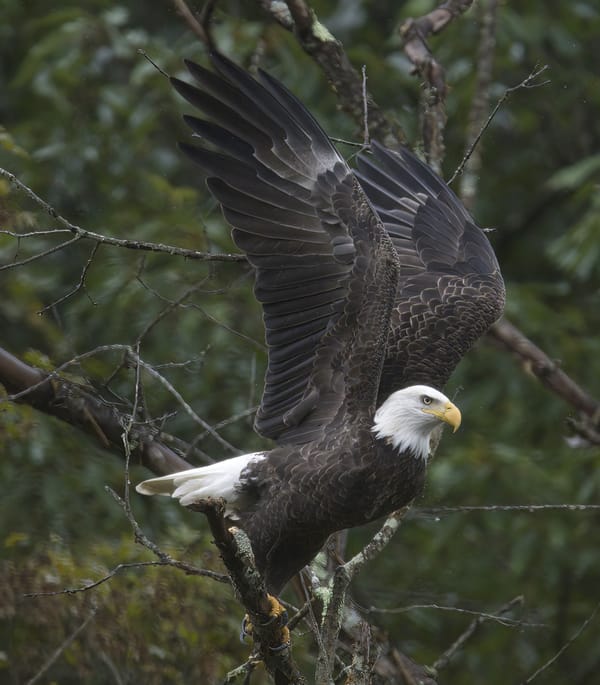 Behind The Lenz - Wildlife & Landscape Photography