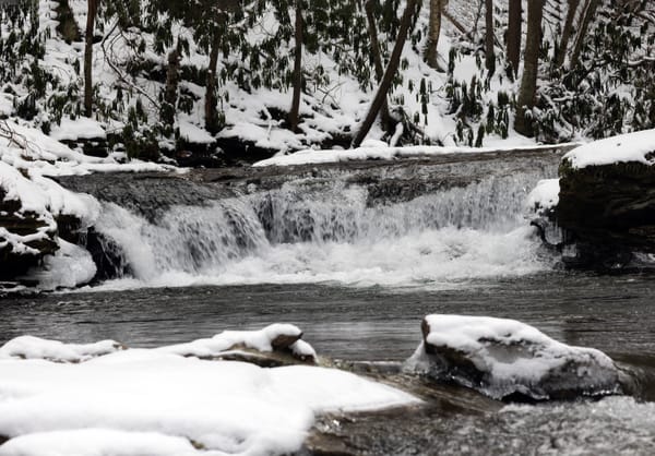 Log Stamps and Crossbills